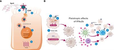 Mechanism of action of nadofaragene firadenovec-vncg